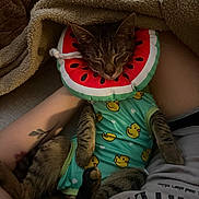 Pupa joined the competition — help win amazing prizes! cat, tabby, sleeping, onesie, duck_pattern, watermelon_collar, inflatable_collar, pet_clothing, blanket, human_leg, tattoo, cozy, indoor, resting, cute, animal, domestic_cat, relaxed, paw, fur