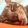 Pupa is registered to the contest to win money with this photo: cat, tabby, close_up, sleeping, tongue_out, whiskers, fur, nose, ear, resting, pet, animal, cute, domestic_cat, soft_light, indoors, orange_surface, relaxing, face, muzzle