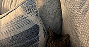 Pupa is registered to the contest to win money with this photo: animal, cat, comfort, couch, cozy, cute, fabric, fur, hidden, home, indoor, pattern, pet, pillows, relax, resting, shy, soft, tabby, texture