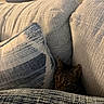 Pupa is registered to the contest to win money with this photo: cat, tabby, couch, pillows, cozy, indoor, pet, fur, resting, texture, fabric, home, relax, animal, cute, hidden, soft, pattern, comfort, shy