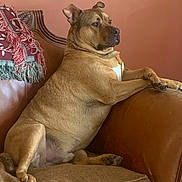 Junior is registered to the contest to win money with this photo: dog, brown_dog, couch, leather_couch, indoor, pet, relaxed, sitting, fringed_blanket, home_interior, furniture, canine, resting, warm_colors, animal, domestic_animal, comfort, side_view, paw, fur