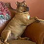 dog, brown_dog, couch, leather_couch, indoor, pet, relaxed, sitting, fringed_blanket, home_interior, furniture, canine, resting, warm_colors, animal, domestic_animal, comfort, side_view, paw, fur