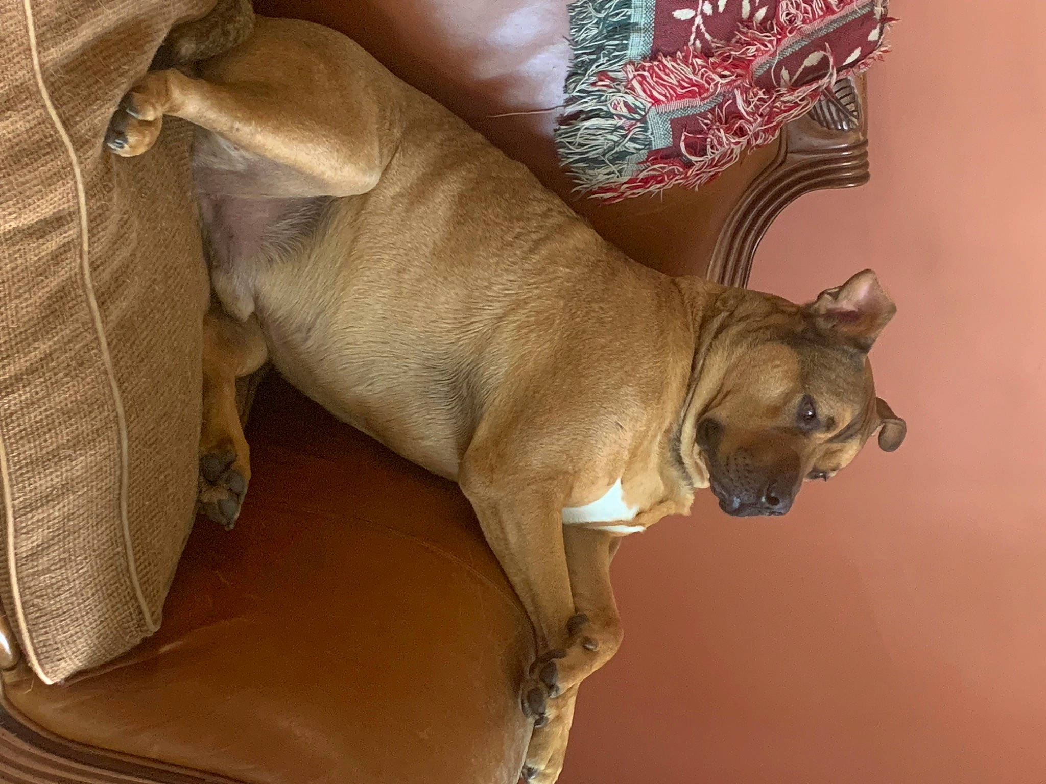 Junior is registered to the contest to win money with this photo: canidae, carnivore, collar, companion_dog, dog, dog_breed, dog_collar, fawn, fur, liver, non_sporting_group, paw, pug, snout, sporting_group, terrestrial_animal, toy_dog, whiskers, working_animal, wrinkle