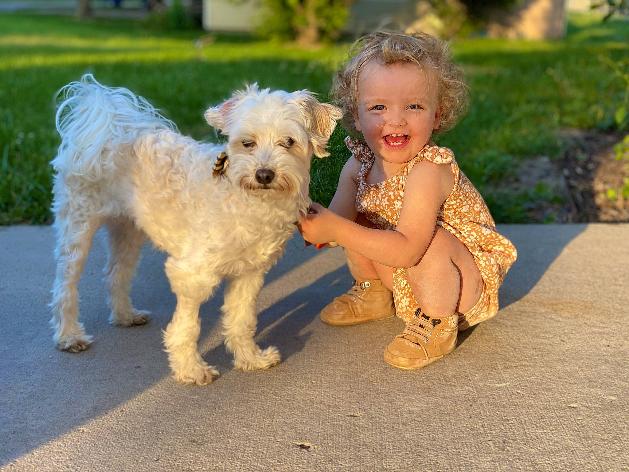 Eva joined the competition — help win amazing prizes! asphalt, canidae, carnivore, companion_dog, dog, dog_breed, fawn, grass, happy, joy, labradoodle, maltepoo, person, poodle_crossbreed, puppy_love, small_terrier, smile, sporting_group, terrier, toddler