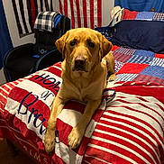 Ranger is registered to the contest to win money with this photo: bed, blanket, blue, canine, chair, cozy, dog, flag, furniture, indoor, labrador, lying_down, patriotic, pet, pillow, red, room, striped, white, wood_floor