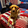 bed, blanket, blue, canine, chair, cozy, dog, flag, furniture, indoor, labrador, lying_down, patriotic, pet, pillow, red, room, striped, white, wood_floor