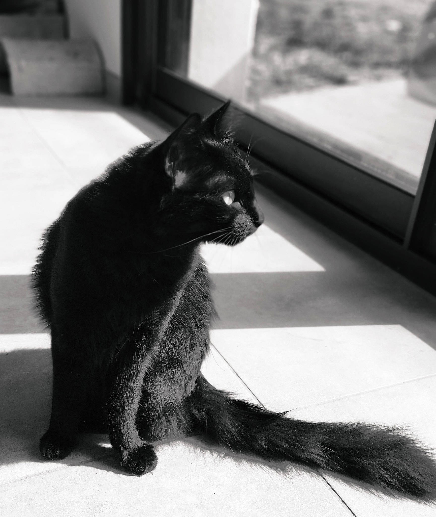 Tahia a rejoint le concours — aidez-le/la à gagner de superbes lots ! black, black_and_white, black_cat, bombay, carnivore, cat, close_up, domestic_short_haired_cat, felidae, fur, grey, monochrome, monochrome_photography, paw, small_to_medium_sized_cats, style, tail, tints_and_shades, whiskers, window