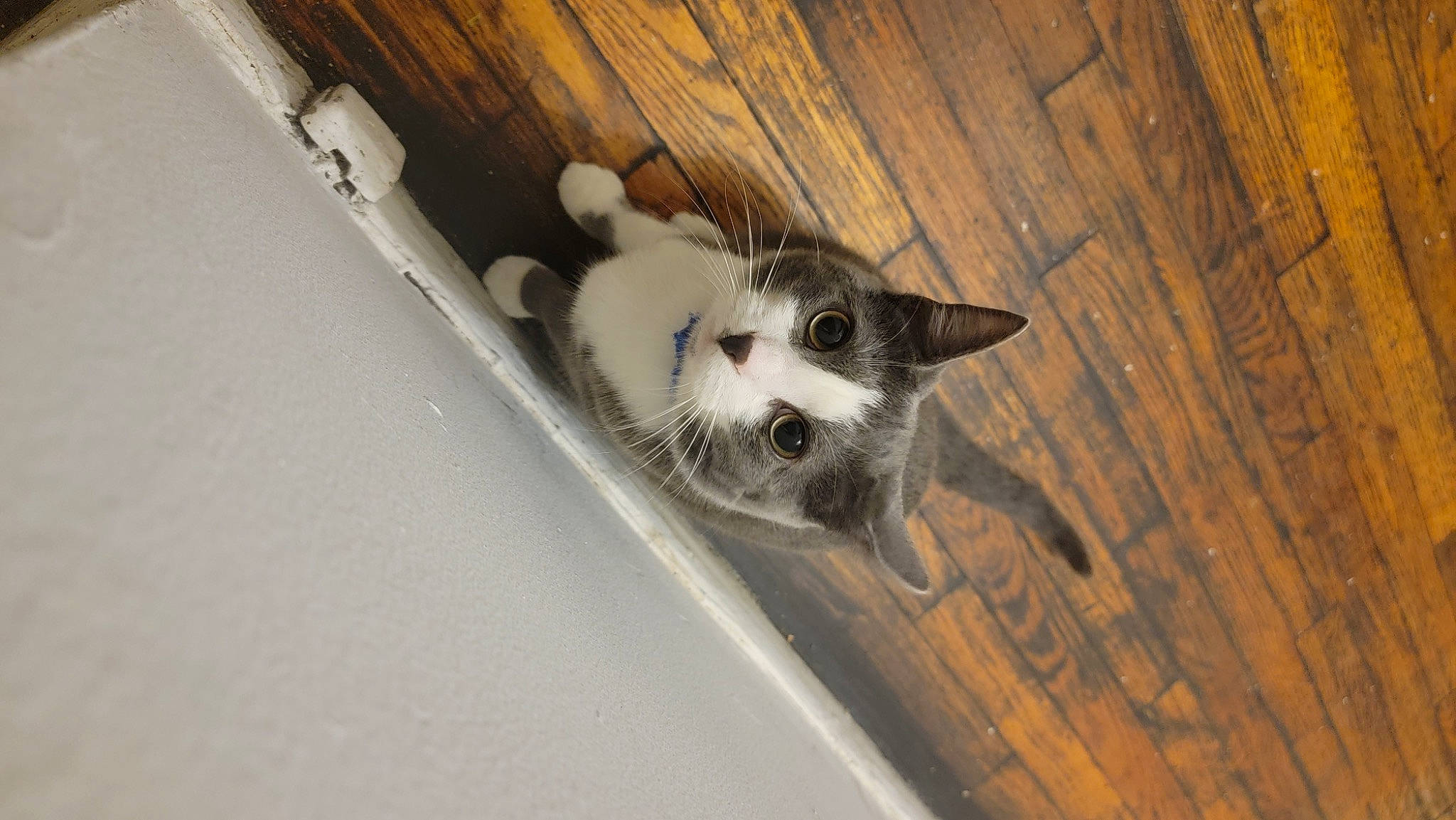 Kiara joined the competition — help win amazing prizes! canidae, carnivore, cat, domestic_short_haired_cat, felidae, flooring, fur, hardwood, paw, plank, small_to_medium_sized_cats, tail, terrestrial_animal, varnish, whiskers, wood, wood_stain