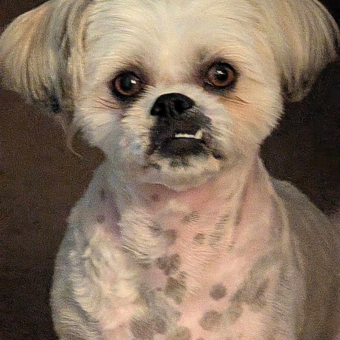 Bruno is registered to the contest to win money with this photo: dog, small_dog, close_up, white_fur, spotted_skin, ears, teeth, animal, pet, face, expression, fur, portrait, indoor, curious, looking, brown_eyes, cute, companion, canine