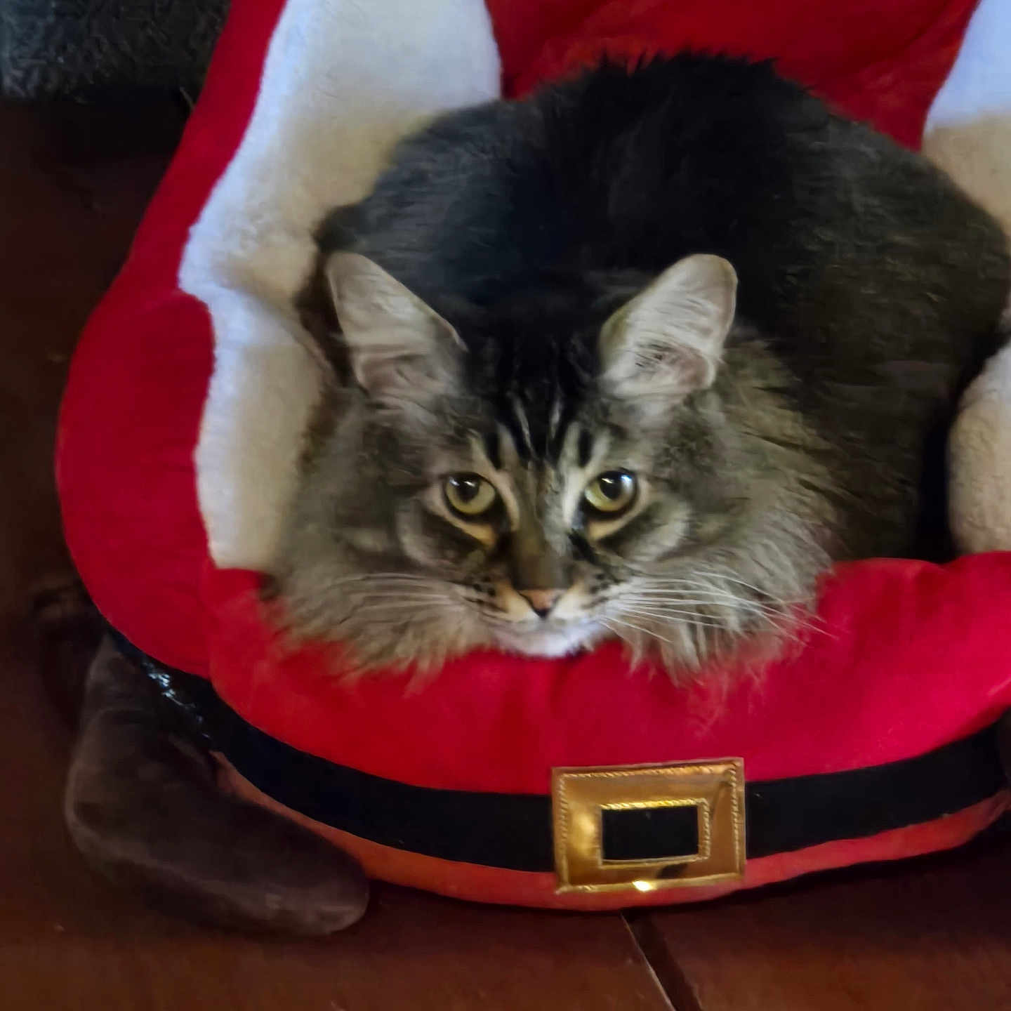 Bubbie joined the competition — help win amazing prizes! animal, cat, cozy, curious, cute, domestic_cat, ears, face, feline, fluffy, fur, holiday, indoor, looking, pet_bed, resting, santa_hat, tabby_cat, whiskers, wooden_floor
