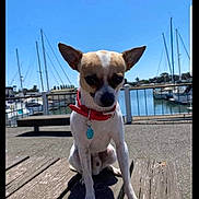 Martini is registered to the contest to win money with this photo: dog, small_dog, red_collar, waterfront, bench, wooden_bench, sailboats, blue_sky, outdoor, sunny, pet, canine, dock, harbor, fence, daylight, animal, leash_tag, quiet, calm