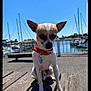dog, small_dog, red_collar, waterfront, bench, wooden_bench, sailboats, blue_sky, outdoor, sunny, pet, canine, dock, harbor, fence, daylight, animal, leash_tag, quiet, calm