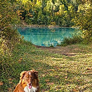 Willow a rejoint le concours — aidez-le/la à gagner de superbes lots ! dog, border_collie, pet, animal, outdoors, nature, woodland, forest, pond, lake, water, autumn, fall, trees, foliage, grass, leaves, sunlight, sitting, portrait