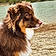 Willow