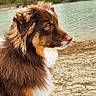Willow a rejoint le concours — aidez-le/la à gagner de superbes lots ! dog, fluffy_dog, brown_dog, white_chest, side_profile, outdoor, lake, water, shoreline, trees, forest, cloudy_sky, nature, park, sitting, long_fur, animal_portrait, pet, scenic, daylight