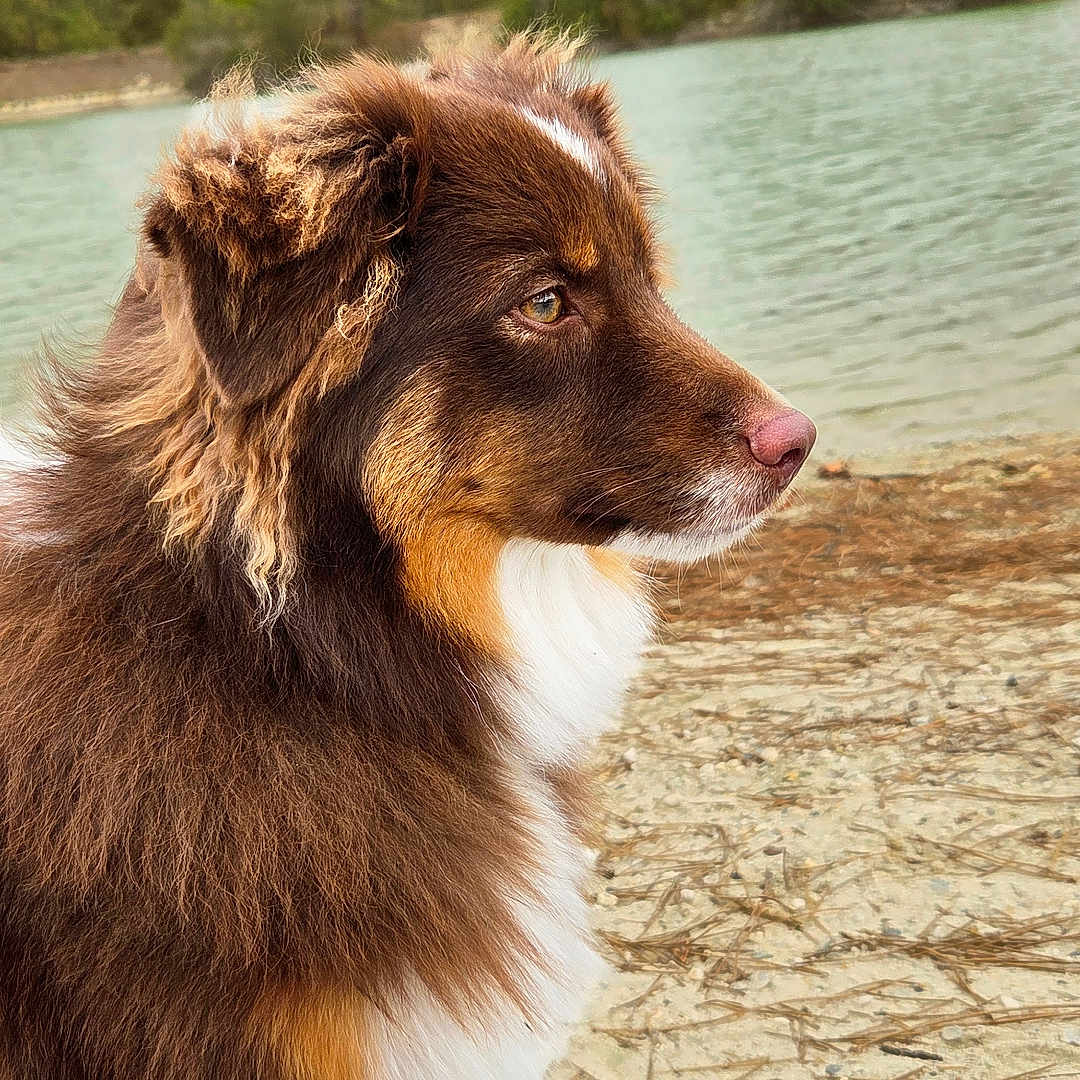 Willow a rejoint le concours — aidez-le/la à gagner de superbes lots ! dog, fluffy_dog, brown_dog, white_chest, side_profile, outdoor, lake, water, shoreline, trees, forest, cloudy_sky, nature, park, sitting, long_fur, animal_portrait, pet, scenic, daylight