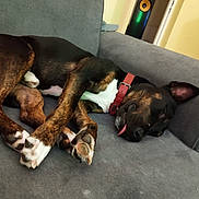 Tino a rejoint le concours — aidez-le/la à gagner de superbes lots ! animal, brindle, canine, collar, comfortable, couch, cozy, dog, fur, home, indoor, living_room, napping, paw, pet, relaxed, resting, sleeping, tongue, tongue_out