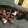 animal, brindle, canine, collar, comfortable, couch, cozy, dog, fur, home, indoor, living_room, napping, paw, pet, relaxed, resting, sleeping, tongue, tongue_out