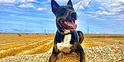 Tino a rejoint le concours — aidez-le/la à gagner de superbes lots ! agriculture, animal, brown_fur, cloudy_sky, dog, ears_up, farm, field, grass, green_collar, happy, hay_bale, landscape, nature, outdoor, pet, rural, summer, tongue_out, white_chest