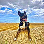 agriculture, animal, brown_fur, cloudy_sky, dog, ears_up, farm, field, grass, green_collar, happy, hay_bale, landscape, nature, outdoor, pet, rural, summer, tongue_out, white_chest