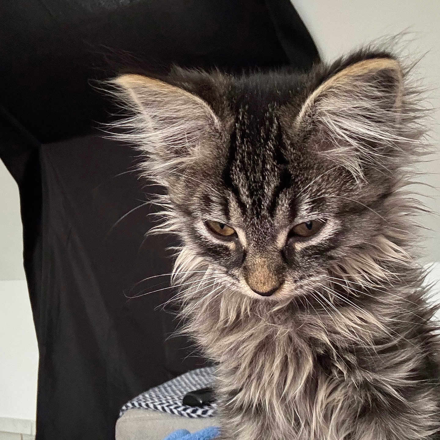 Iris participe au concours pour gagner de l'argent avec cette photo : abyssinian, angora, animal, armchair, cat, chair, clothing, couch, cushion, face, furniture, head, homedecor, kitten, manx, pants, person, pet, photography, portrait