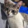 cat, close_up, pet, animal, feline, whiskers, ears, fur, green_eyes, lying_down, gray_fabric, blue_background, soft_lighting, portrait, indoor, cute, domestic_animal, young_cat, curious, relaxed