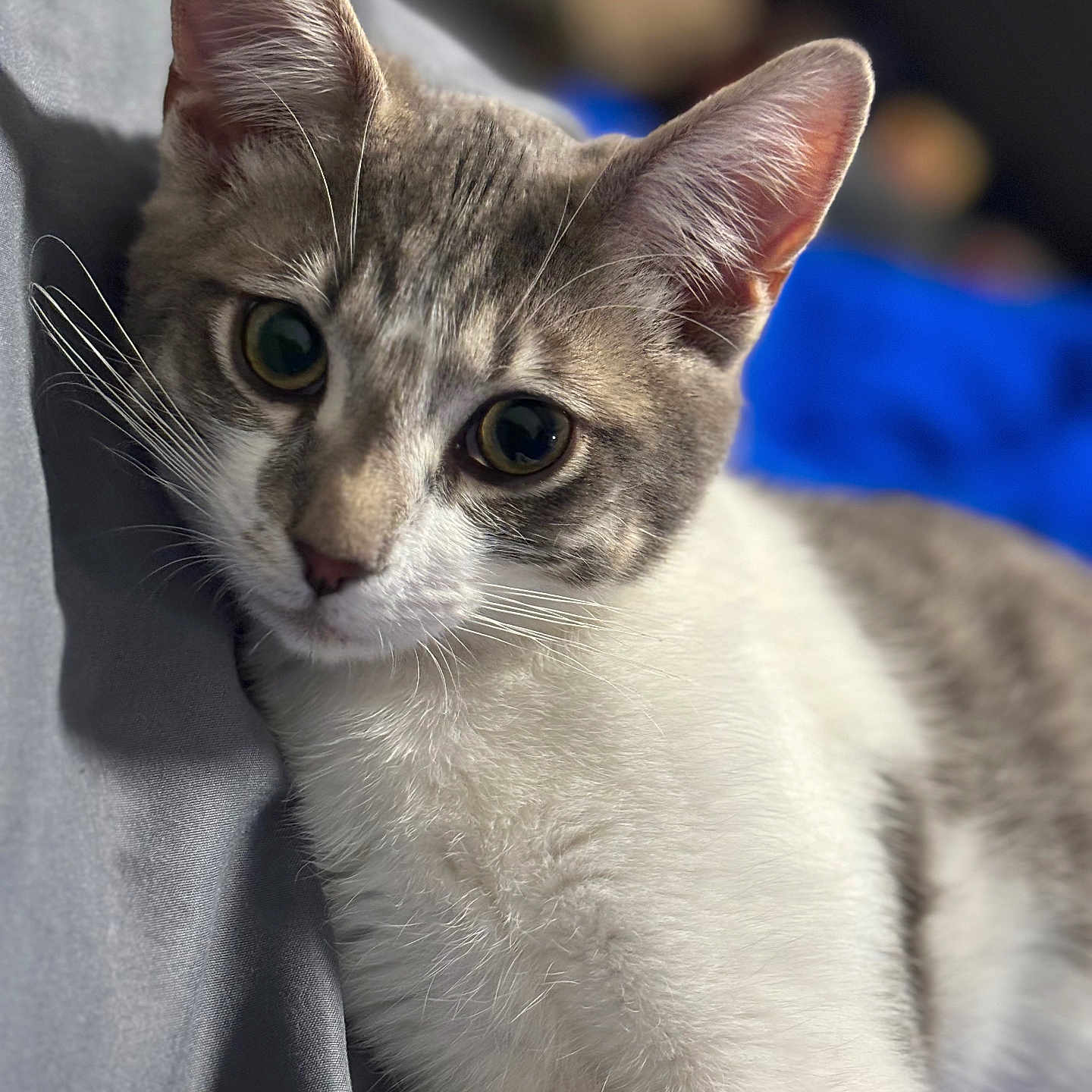 Chico