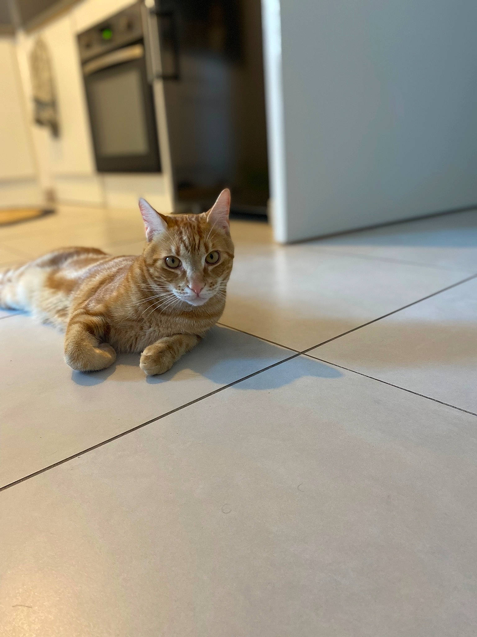 Tigrou participe au concours pour gagner de l'argent avec cette photo : carnivore, cat, claw, domestic_short_haired_cat, door, fawn, felidae, floor, flooring, fur, hardwood, paw, small_to_medium_sized_cats, snout, tail, terrestrial_animal, tile_flooring, whiskers, wood, wood_flooring