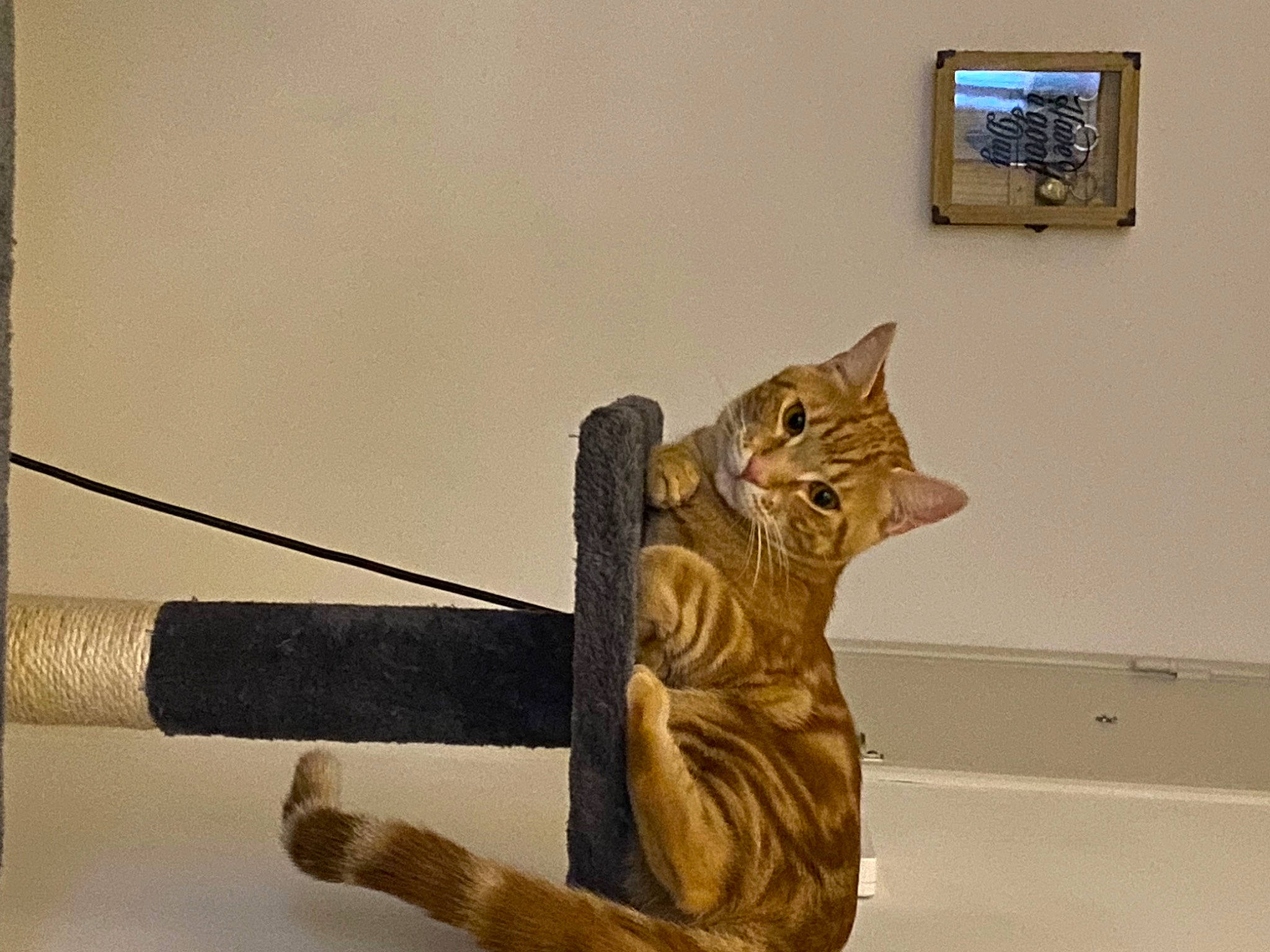 Tigrou a rejoint le concours — aidez-le/la à gagner de superbes lots ! art, bronze, carnivore, cat, domestic_short_haired_cat, felidae, fur, metal, reptile, sculpture, small_to_medium_sized_cats, statue, tail, television, terrestrial_animal, visual_arts, whiskers, wildlife, wire, wood