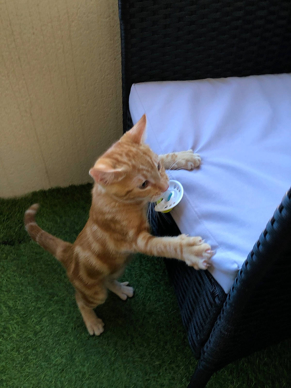 Tigrou a rejoint le concours — aidez-le/la à gagner de superbes lots ! carnivore, cat, claw, comfort, domestic_short_haired_cat, fawn, felidae, fur, grass, human_leg, paw, plant, sitting, small_to_medium_sized_cats, snout, sporting_group, tail, terrestrial_animal, whiskers, wood