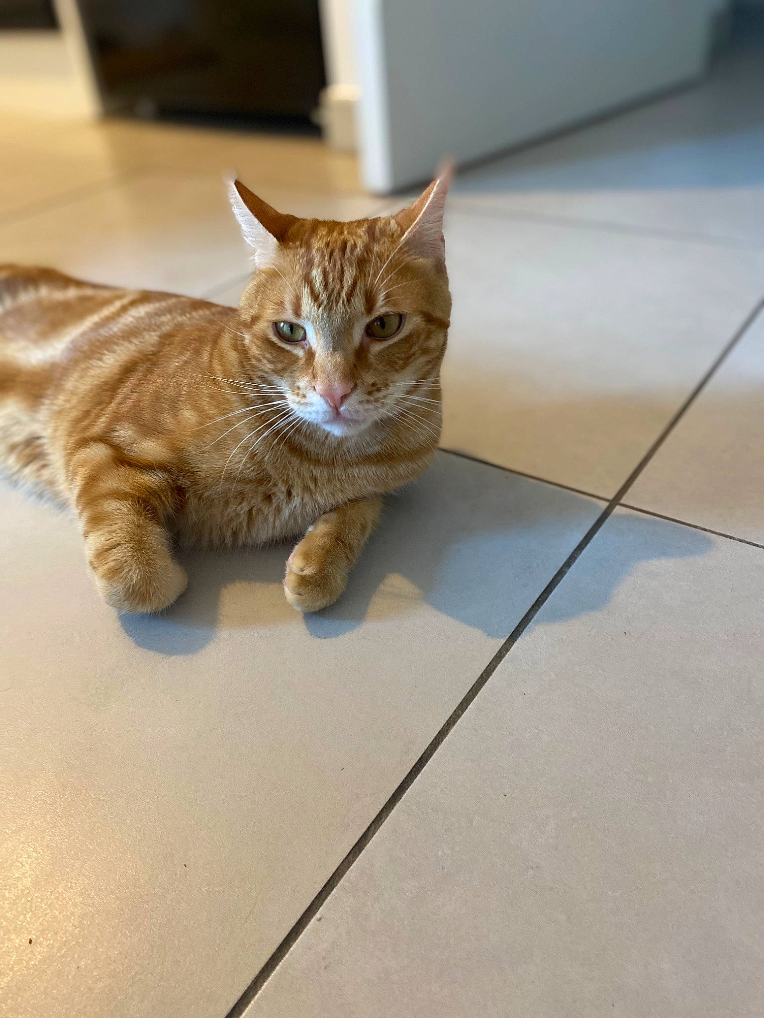 Tigrou participe au concours pour gagner de l'argent avec cette photo : carnivore, cat, claw, domestic_short_haired_cat, eye, fawn, felidae, floor, flooring, fur, hardwood, paw, sitting, small_to_medium_sized_cats, snout, tail, terrestrial_animal, tile_flooring, whiskers, wood