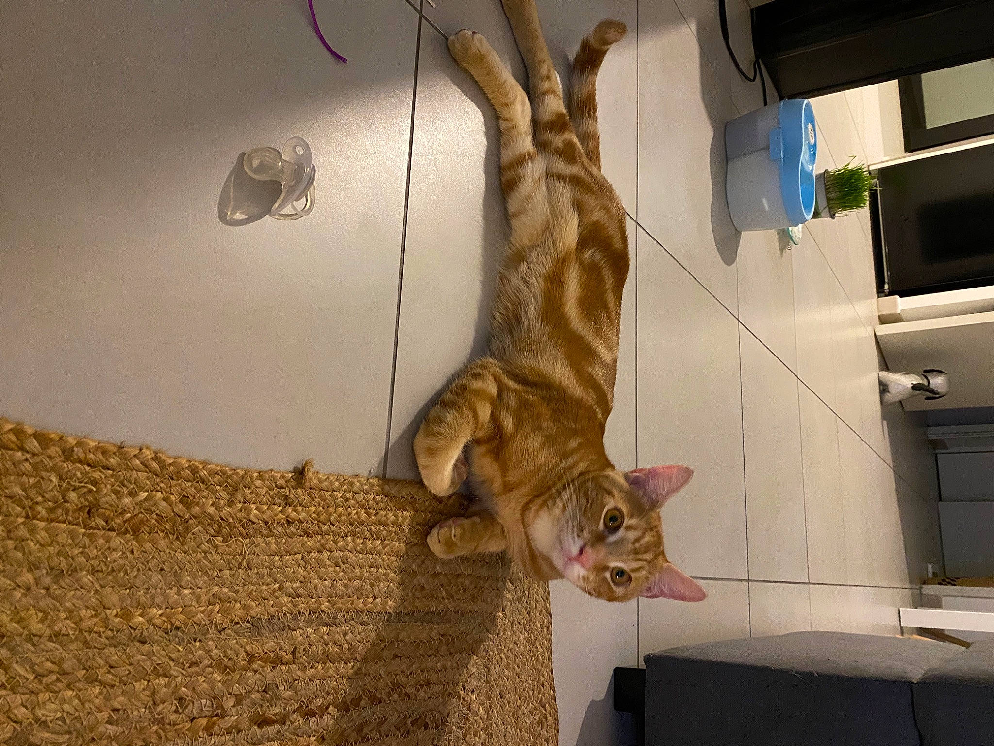 Tigrou a rejoint le concours — aidez-le/la à gagner de superbes lots ! canidae, carnivore, cat, ceiling, domestic_short_haired_cat, door, fawn, felidae, flooring, fur, hardwood, plant, room, small_to_medium_sized_cats, tail, tree, twig, whiskers, window, wood