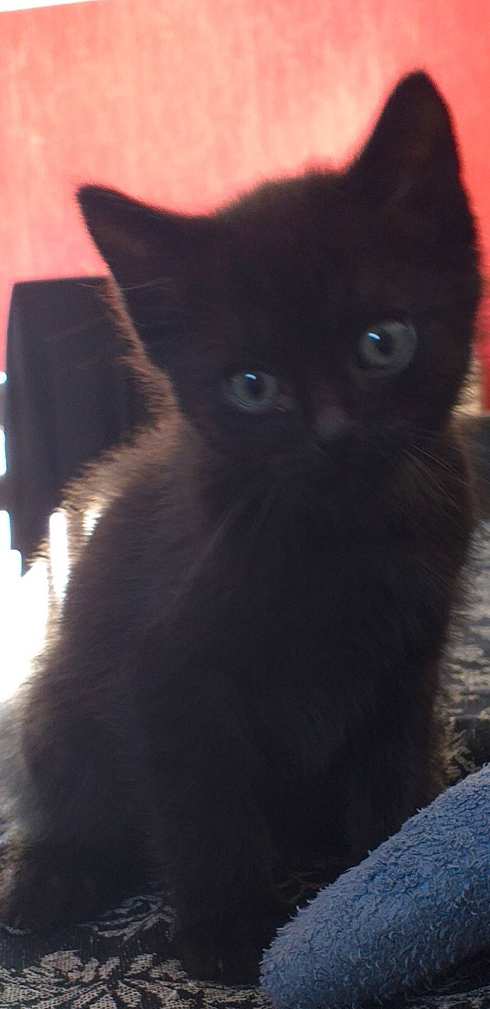 Pixou a rejoint le concours — aidez-le/la à gagner de superbes lots ! asian, black_cat, bombay, british_shorthair, burmese, carnivore, cat, domestic_long_haired_cat, domestic_short_haired_cat, eye, felidae, fur, kitten, korat, mammal, small_to_medium_sized_cats, snout, tail, vertebrate, whiskers