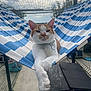 cat, hammock, blue_stripes, orange_tabby, white_fur, collar, pet_tag, paws, relaxed, lounging, outdoor_enclosure, netting, fence, concrete_floor, wooden_box, sky, portrait, whiskers, pet, shelter