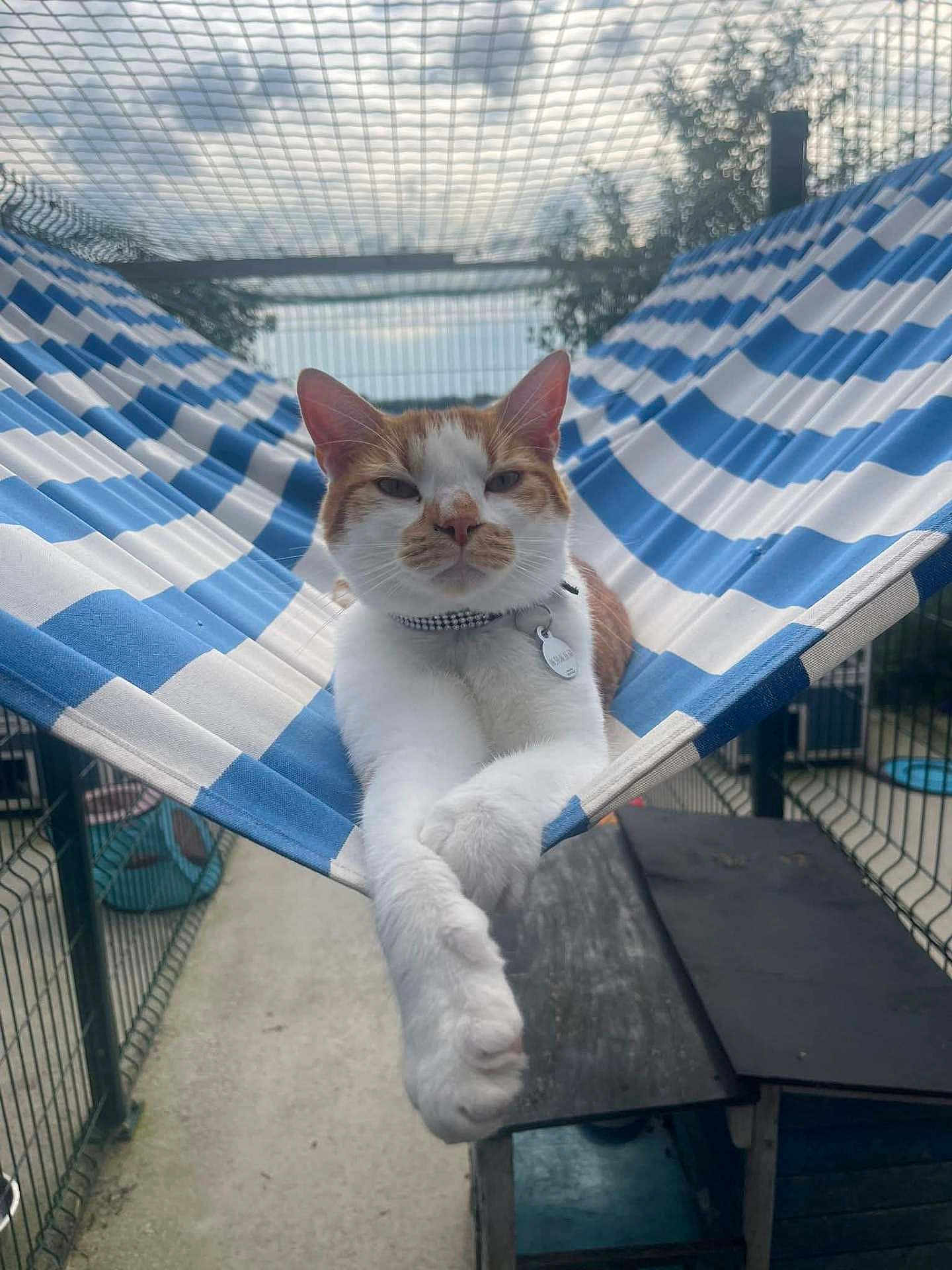 Nouga a rejoint le concours — aidez-le/la à gagner de superbes lots ! cat, hammock, blue_stripes, orange_tabby, white_fur, collar, pet_tag, paws, relaxed, lounging, outdoor_enclosure, netting, fence, concrete_floor, wooden_box, sky, portrait, whiskers, pet, shelter