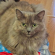 Nala joined the competition — help win amazing prizes! cat, fluffy, gray, green_eyes, pet, animal, bottled_water, plastic, floor, domestic, indoor, fur, whiskers, paws, closeup, curious, sitting, household, portrait, cute