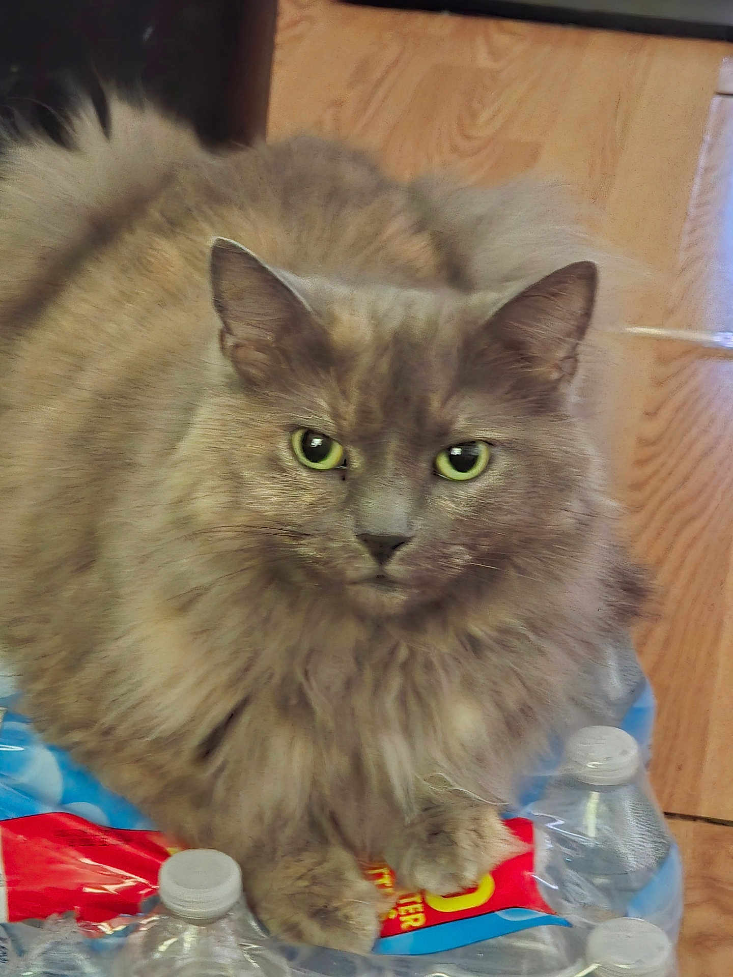Nala