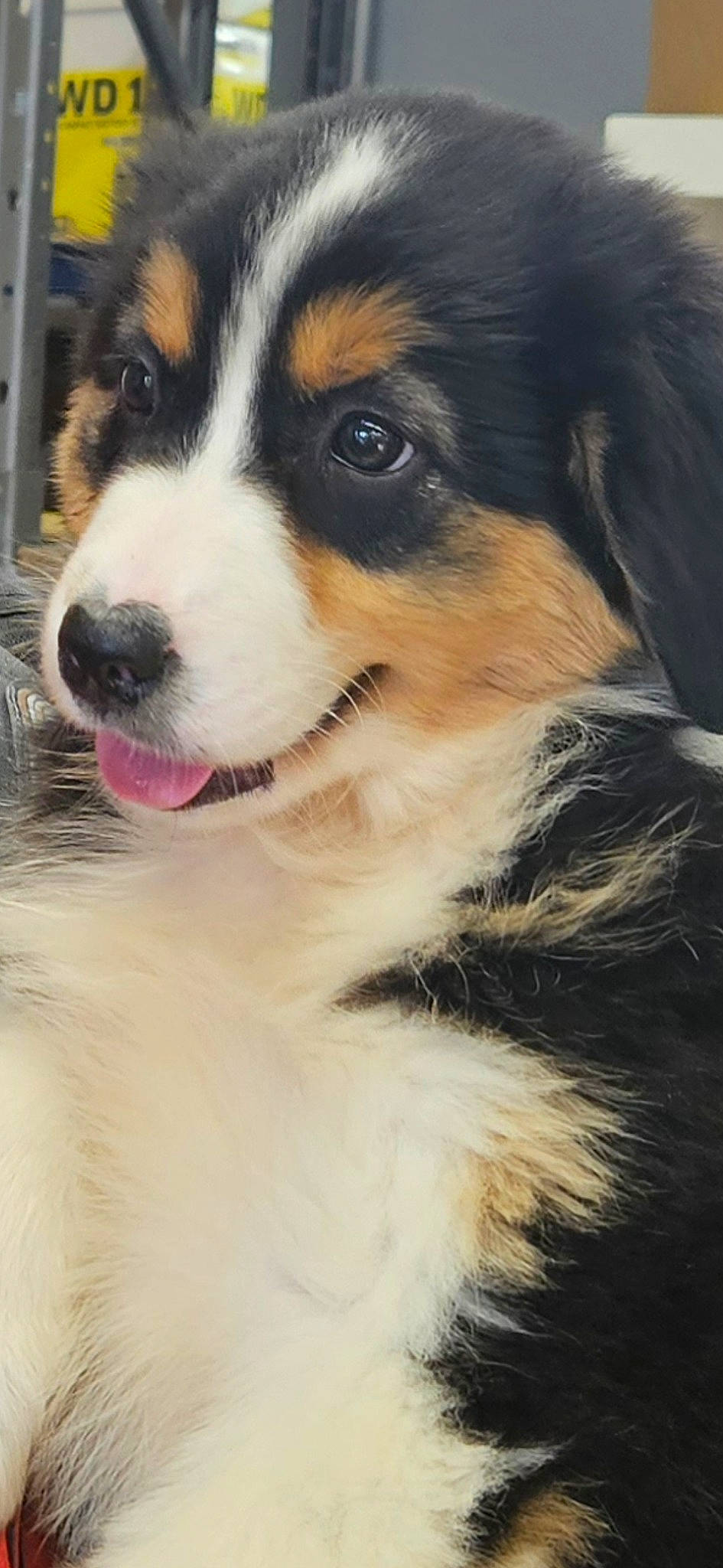 Vanille participe au concours pour gagner de l'argent avec cette photo : art, australian_shepherd, bernese_mountain_dog, carnivore, companion_dog, dog, dog_breed, fur, herding_dog, snout, sporting_group, terrestrial_animal, whiskers, working_animal, working_dog