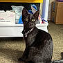 Lily is registered to the contest to win money with this photo: black_cat, cat, indoor, carpet, collar, bell, storage_shelf, household_items, box, green_eyes, pet, feline, fur, animal, sitting, curious, floor, close_up, domestic, relaxing