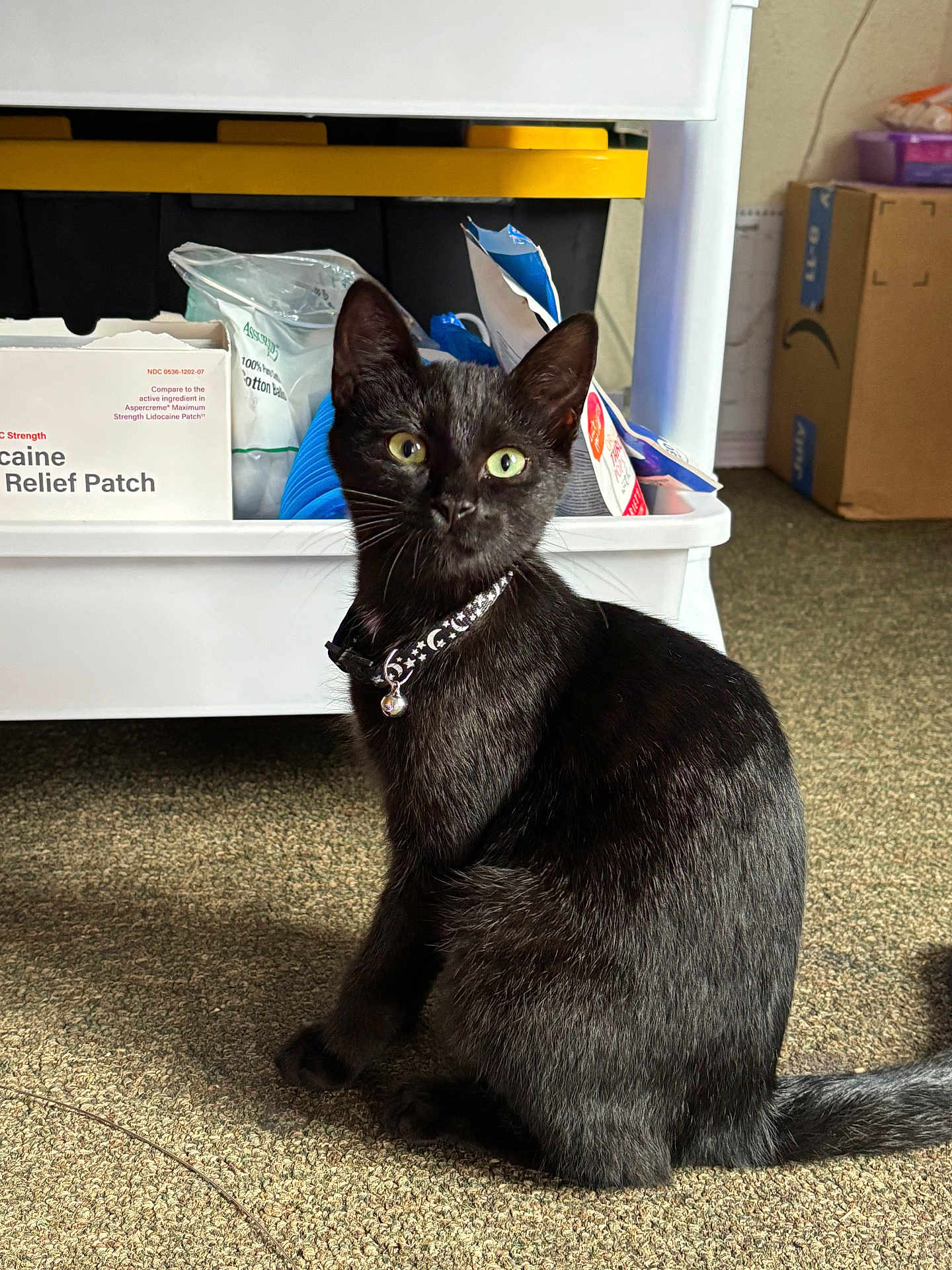Lily is registered to the contest to win money with this photo: black_cat, cat, indoor, carpet, collar, bell, storage_shelf, household_items, box, green_eyes, pet, feline, fur, animal, sitting, curious, floor, close_up, domestic, relaxing