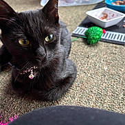 Lily joined the competition — help win amazing prizes! black_cat, cat, pet, collar, bell, carpet, toy, green_eyes, bowl, food, indoor, animal, feline, close_up, laying_down, curious, playful, domestic_cat, floor, pet_accessory