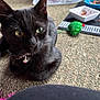black_cat, cat, pet, collar, bell, carpet, toy, green_eyes, bowl, food, indoor, animal, feline, close_up, laying_down, curious, playful, domestic_cat, floor, pet_accessory