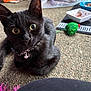 Lily joined the competition — help win amazing prizes! black_cat, kitten, pet, collar, bell, carpet, toy, food_bowl, indoor, close_up, curious, playful, animal, feline, whiskers, paw, floor, domestic, young, looking