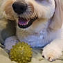 dog, pet, toy, yellow_ball, happy, fluffy, indoor, close_up, face, paw, smiling, cute, animal, canine, fur, playful, resting, home, companion, friend