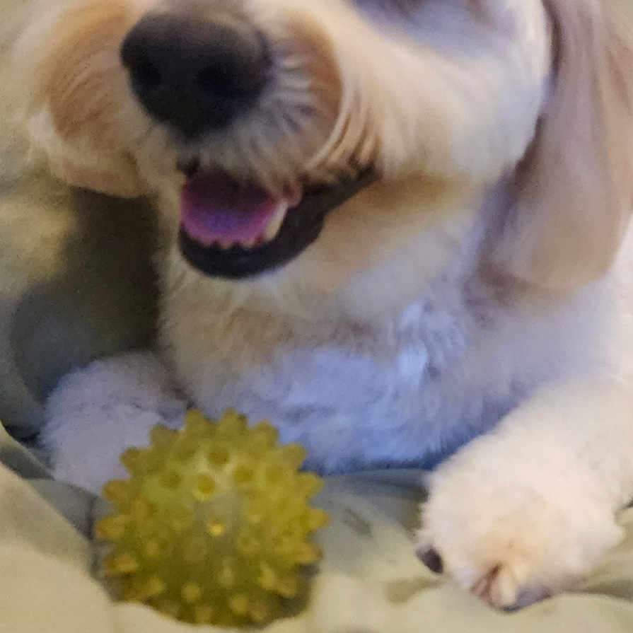 Ace joined the competition — help win amazing prizes! animal, canine, close_up, companion, cute, dog, face, fluffy, friend, fur, happy, home, indoor, paw, pet, playful, resting, smiling, toy, yellow_ball