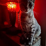 Baby is registered to the contest to win money with this photo: animal, cat, closeup, cozy, decor, feline, furniture, indoor, lamp, mysterious, night, pet, portrait, red_light, shadow, sitting, tabby_cat, warm_light, whiskers, wooden_crate