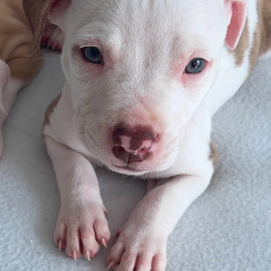 Tengen a rejoint le concours — aidez-le/la à gagner de superbes lots ! adorable, animal, brown, close_up, companion, curious, cute, dog, face, floor, friend, fur, indoor, lying_down, paw, pet, puppy, texture, white, young