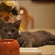 Lola is registered to the contest to win money with this photo: cat, gray_cat, pet, animal, feline, indoor, relaxing, orange_object, pumpkin_shape, flower, blurred_background, curious, lying_down, closeup, soft_lighting, collar, domestic_animal, home, table, decor
