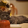 cat, gray_cat, pet, animal, feline, indoor, relaxing, orange_object, pumpkin_shape, flower, blurred_background, curious, lying_down, closeup, soft_lighting, collar, domestic_animal, home, table, decor