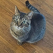 Sage is registered to the contest to win money with this photo: cat, tabby, pet, animal, indoor, wooden_floor, curious, green_eyes, feline, sitting, looking_up, whiskers, ears, tail, fur, domestic_animal, cute, companion, house_pet, alert